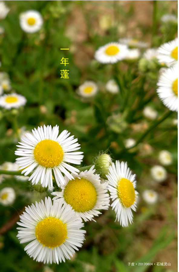 ɽһȦ
